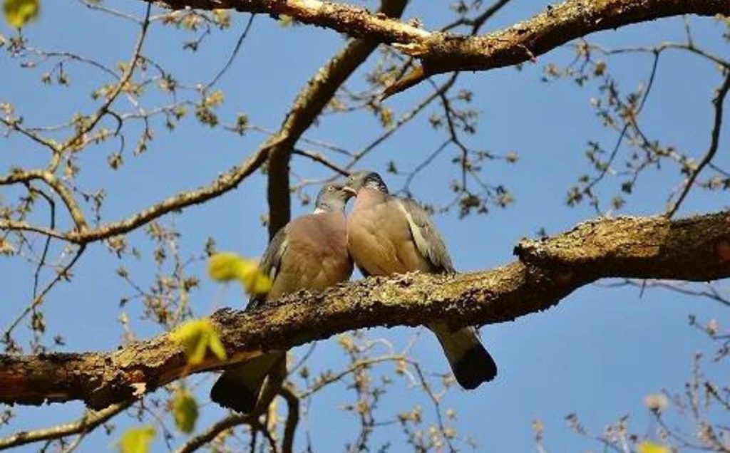 Factors That Influence Pigeon Mating Habits