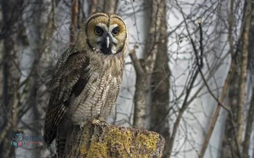 Great Gray Owl