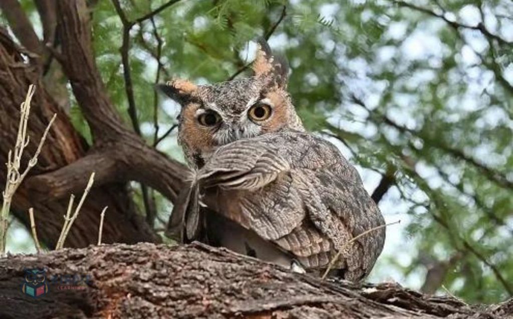 Great Horned Owl