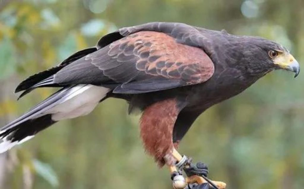 Hawks’ Hunting Excellence Rooted in Their Vision