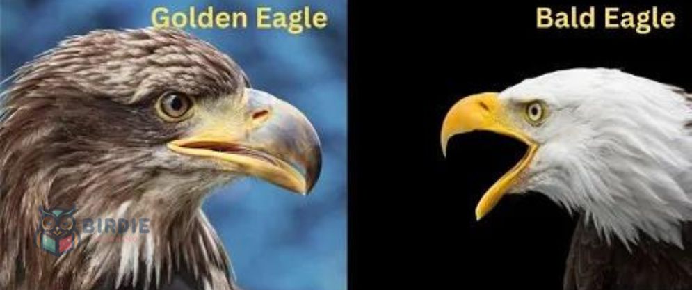 Head and Beak
