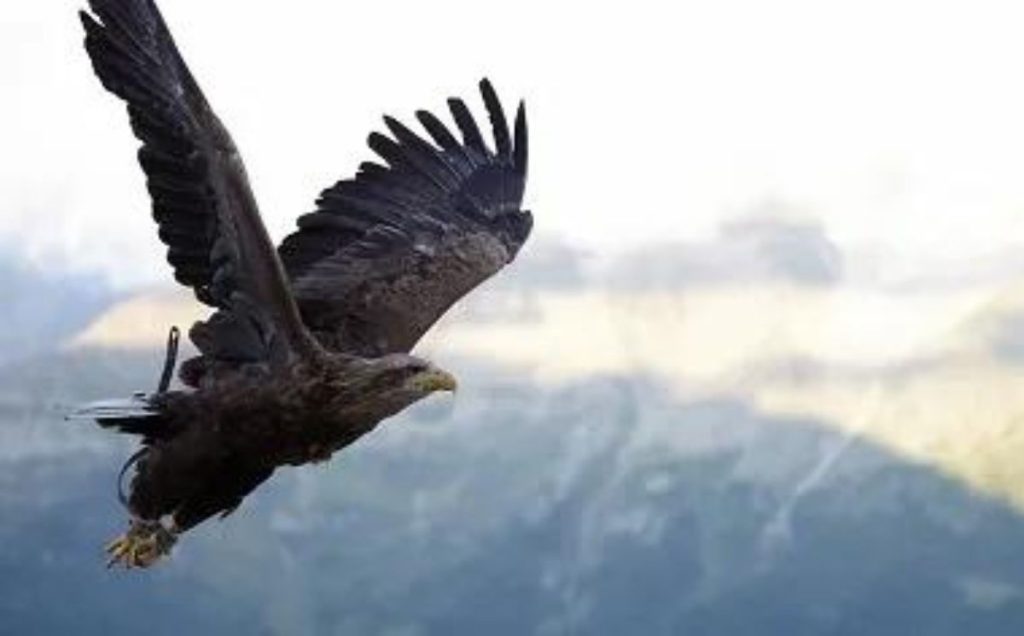 Just How Far Away Can Hawks See