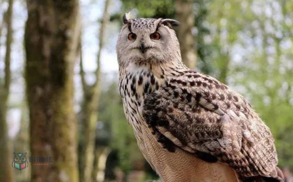 Long-Eared Owl