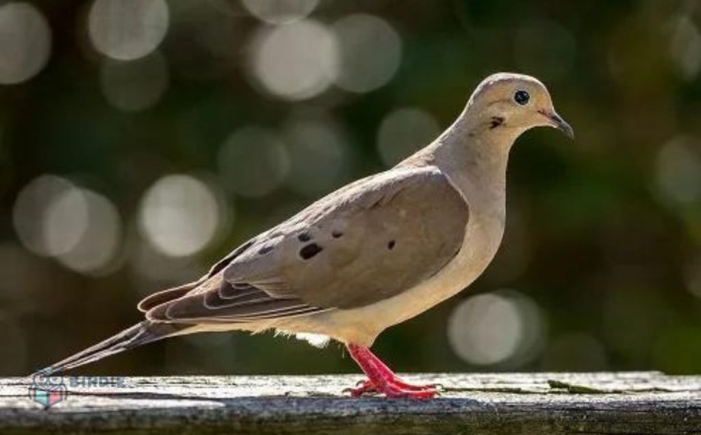 Mourning Doves: The Daytime Owls