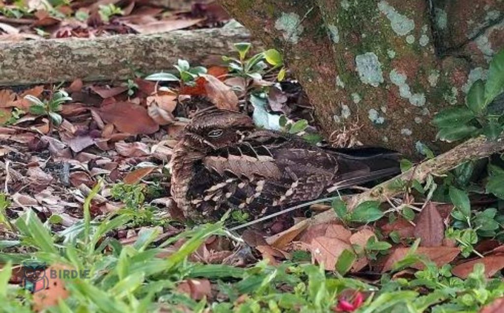 Nightjars: The Nocturnal Mimics