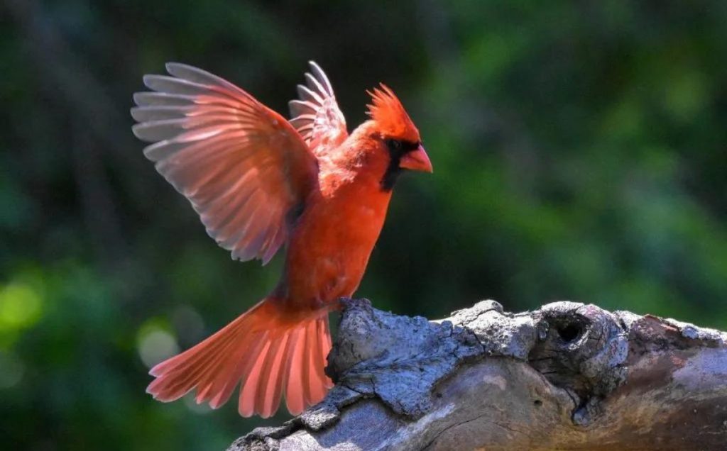 Northern Cardinal