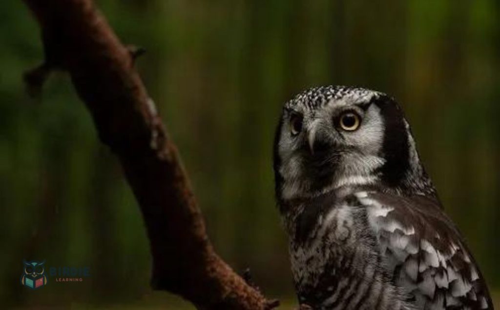 Northern Hawk Owl