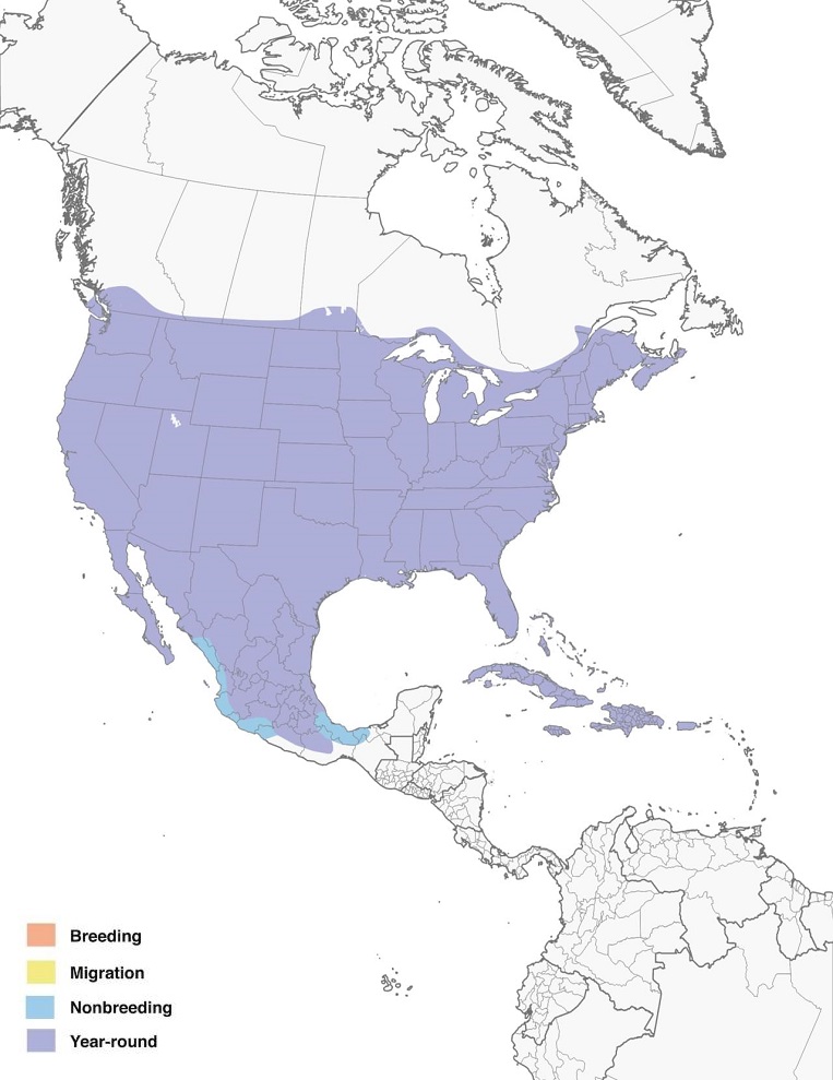 Northern Mockingbirds Range Map: