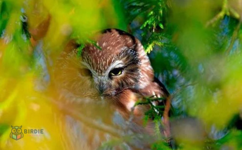 Northern Saw-Whet Owl