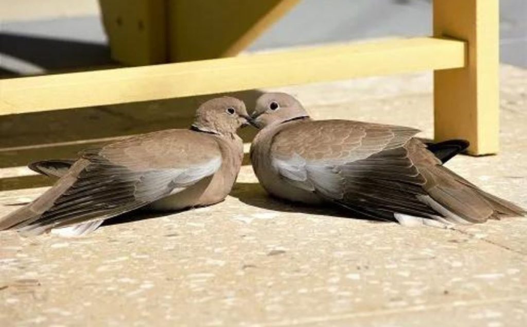 Pigeon Courtship Rituals