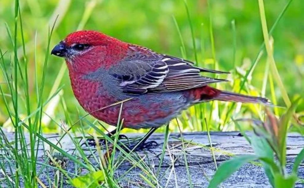 Pine Grosbeak