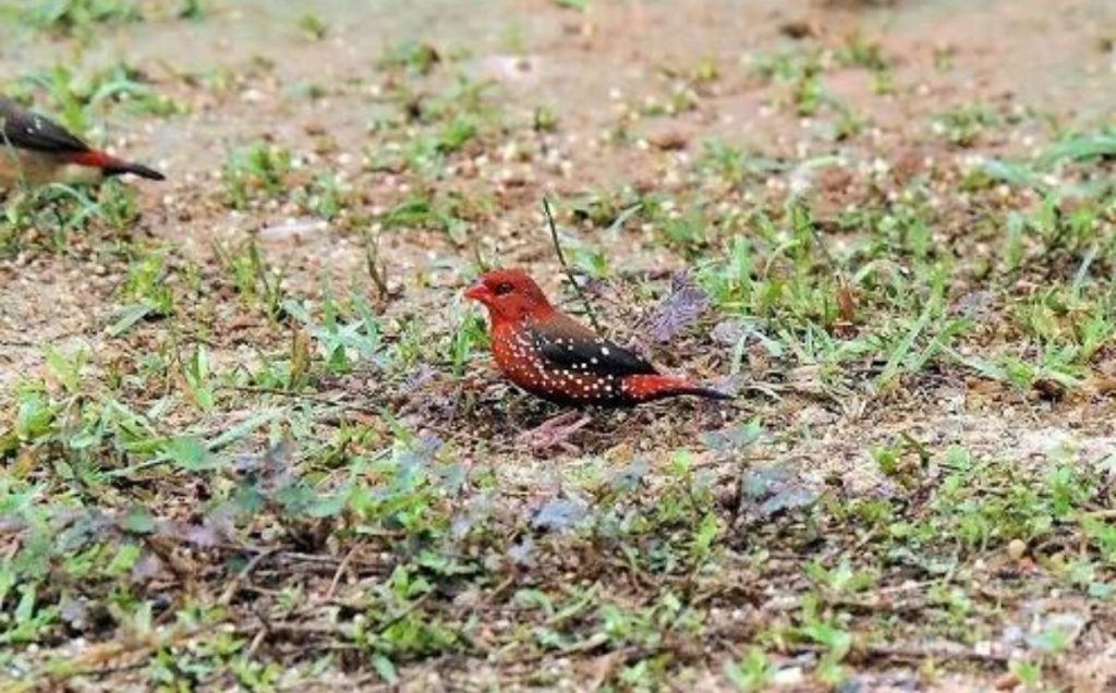 Red Avadavat