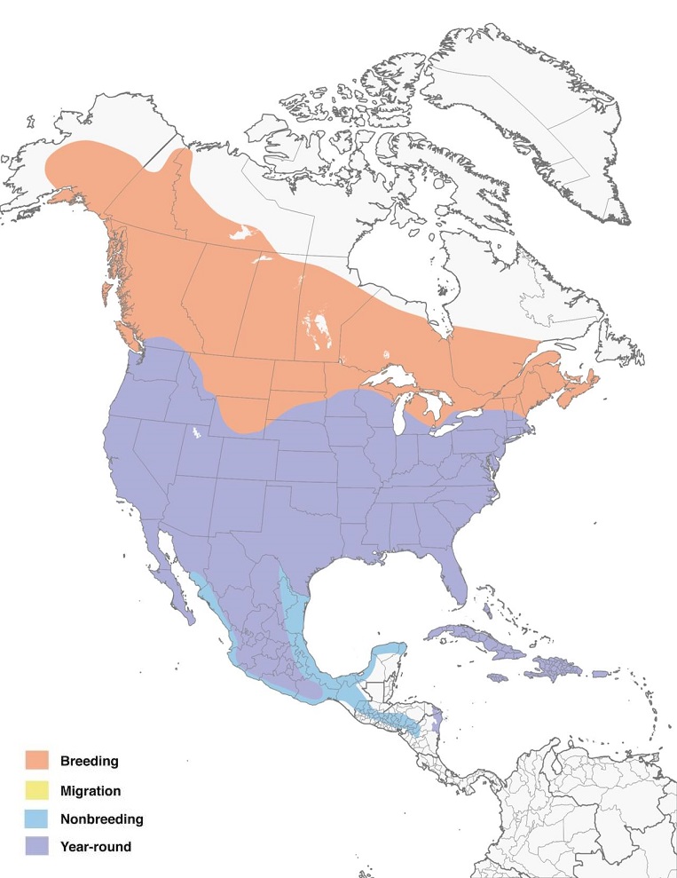 Red-tailed Hawks Range Map: