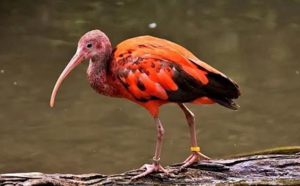 Scarlet Ibis