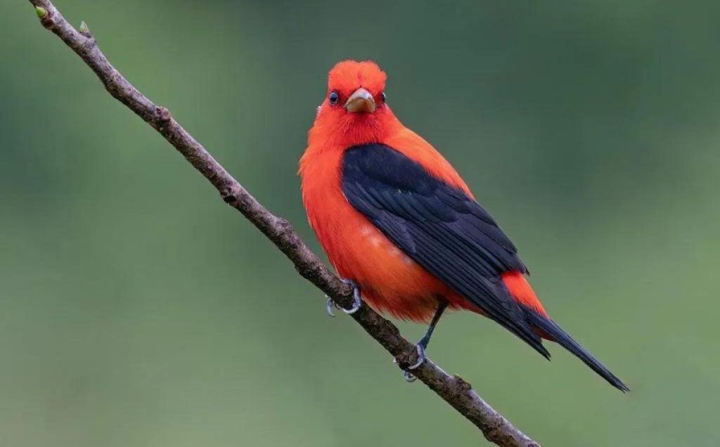 Scarlet Tanager