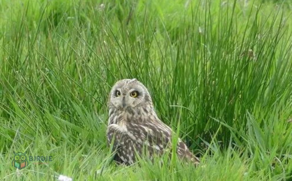 Short-Eared Owl