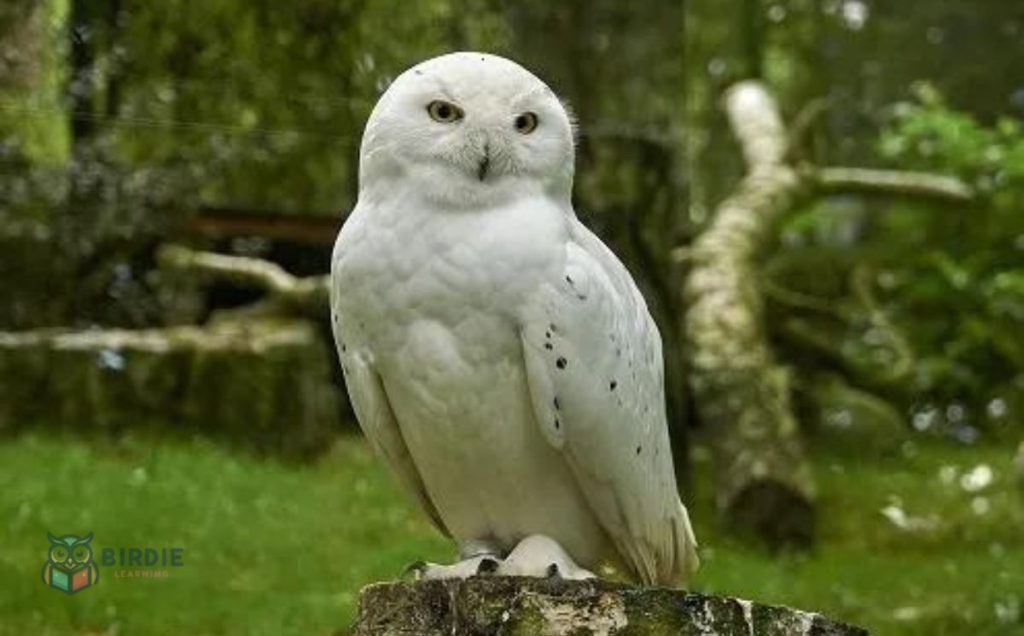 Snowy Owl