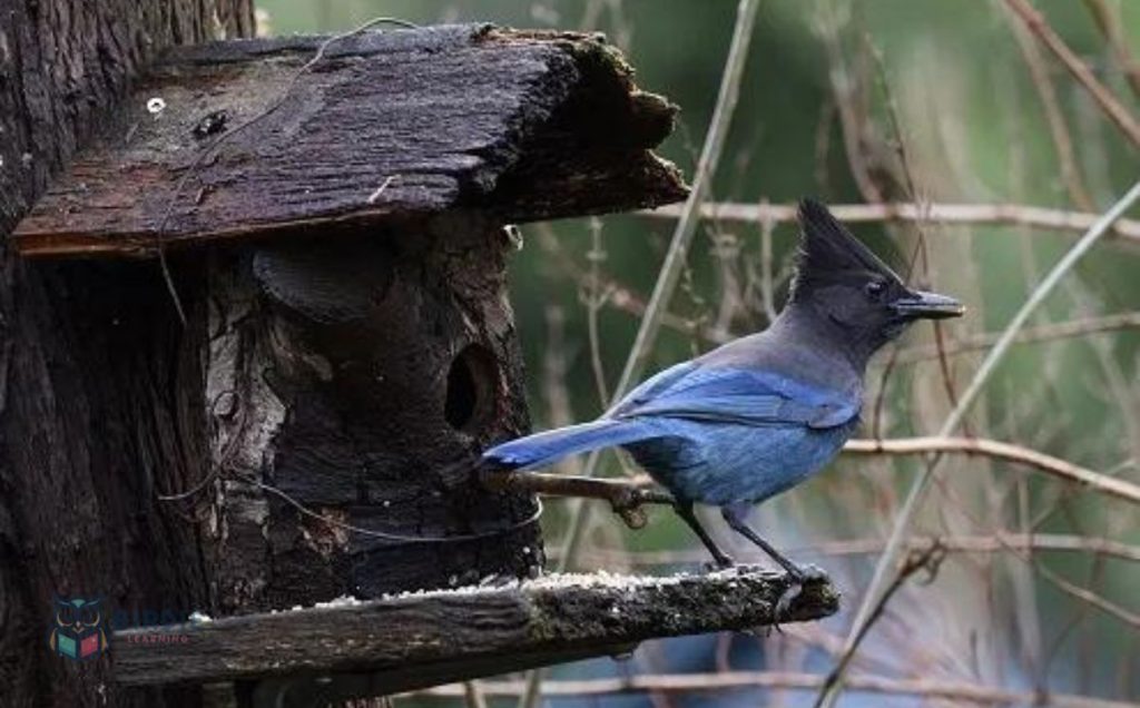 Steller’s Jays: The Mimic Masters