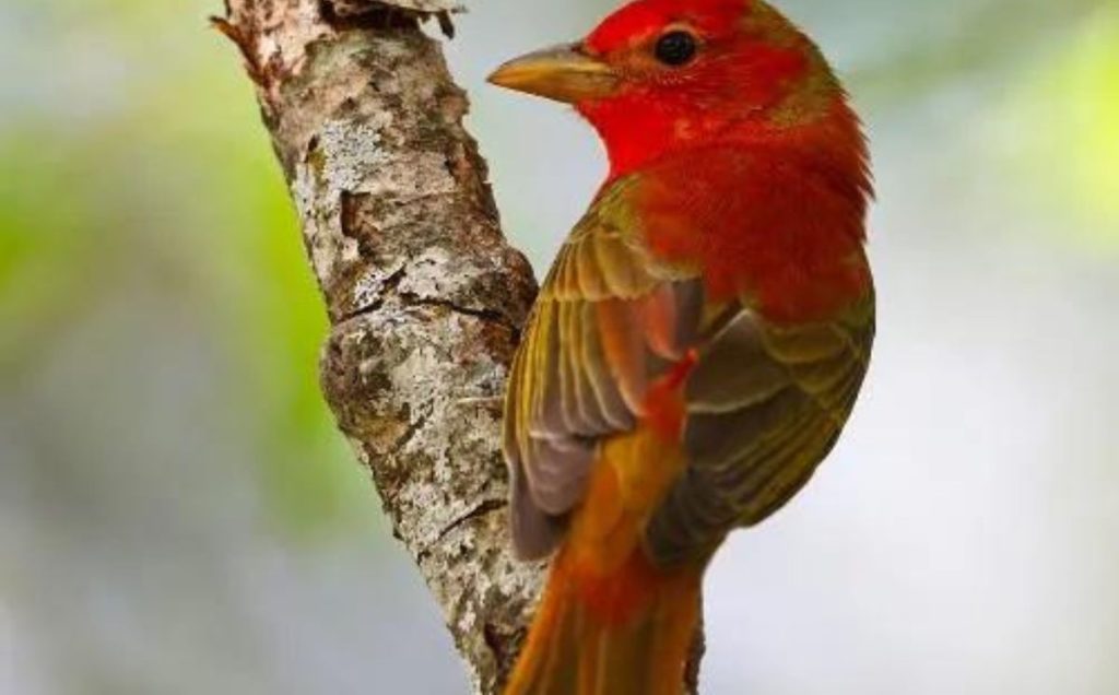Summer Tanager