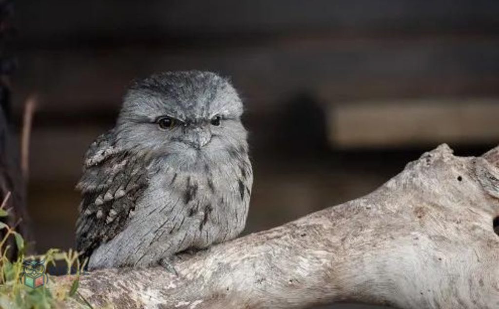 Tawny Frogmouths: The Australian Mimics