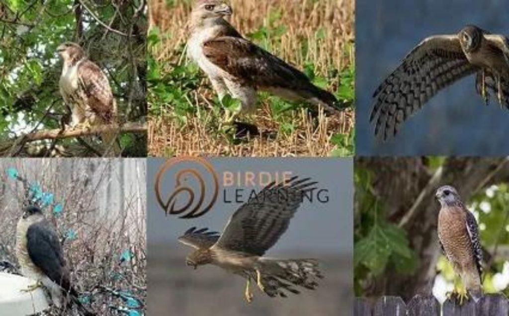 The 6 Hawks of South Carolina