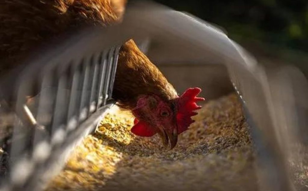 The Nutritional Content Of Bread Vs Other Chicken Food