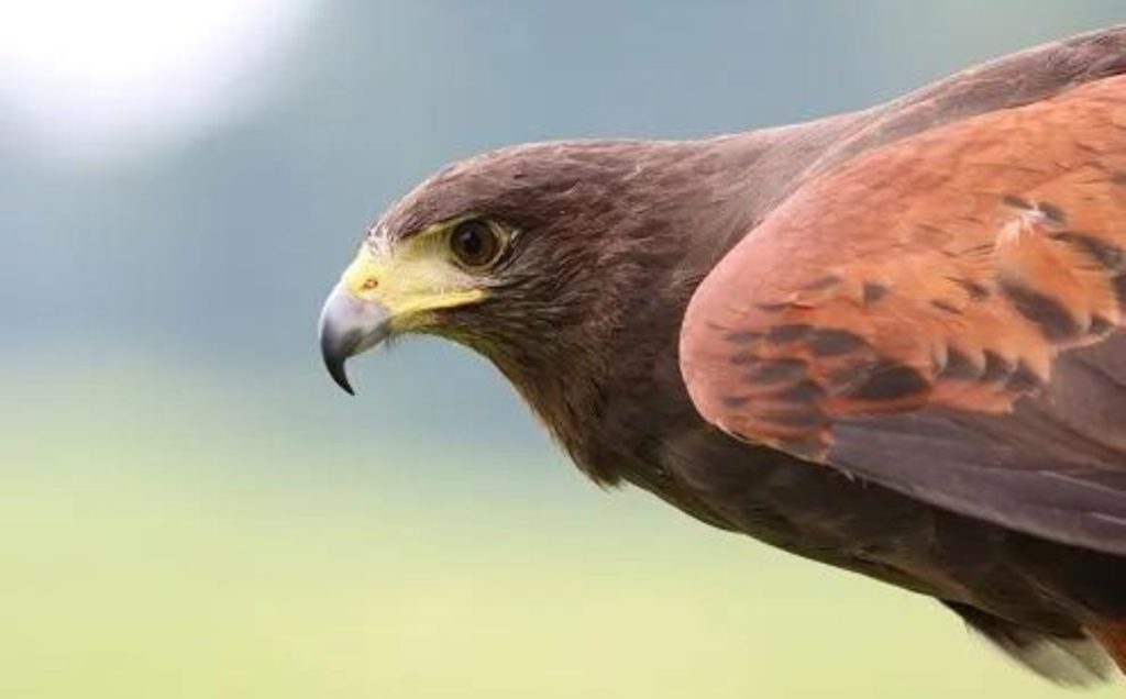 Understanding the Structure of Hawk Eyes