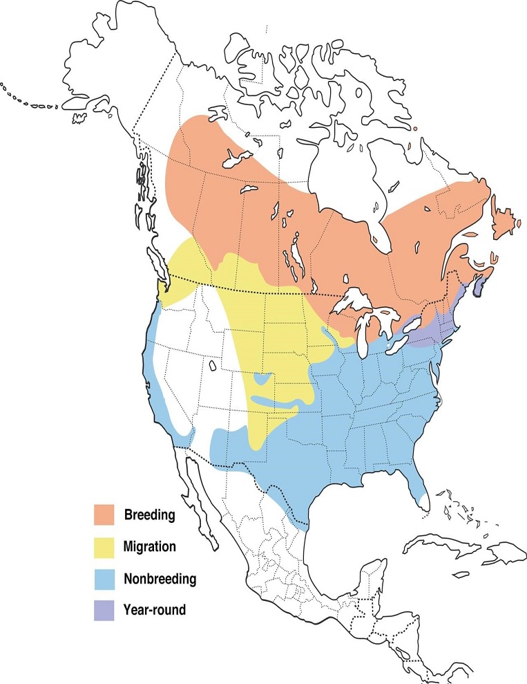 White-throated Sparrows Range Map: