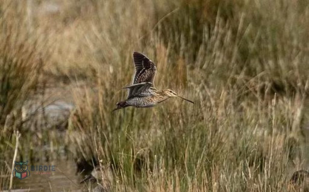 Wilson’s Snipe: The Coastal Impersonator