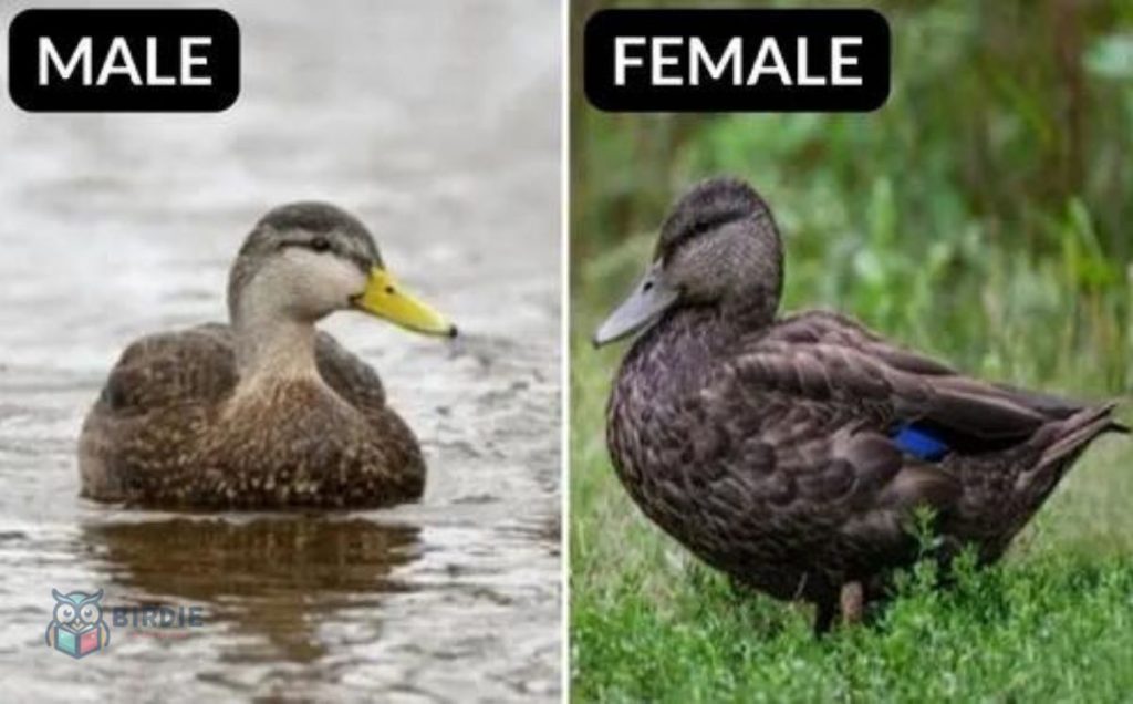 American Black Duck