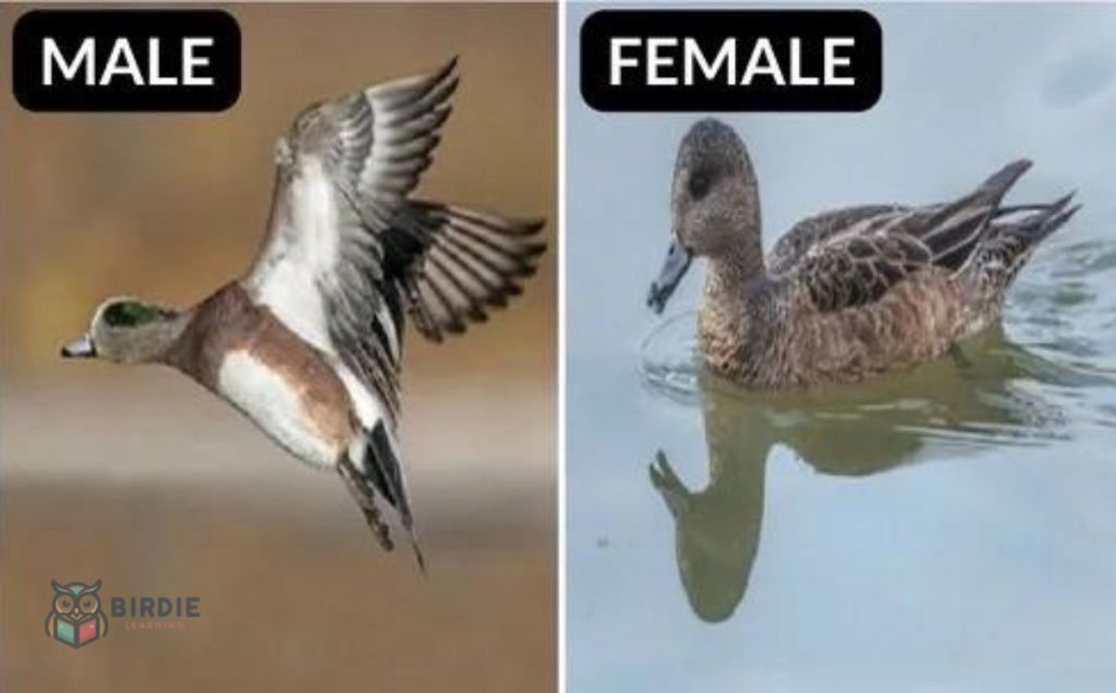 American Wigeon