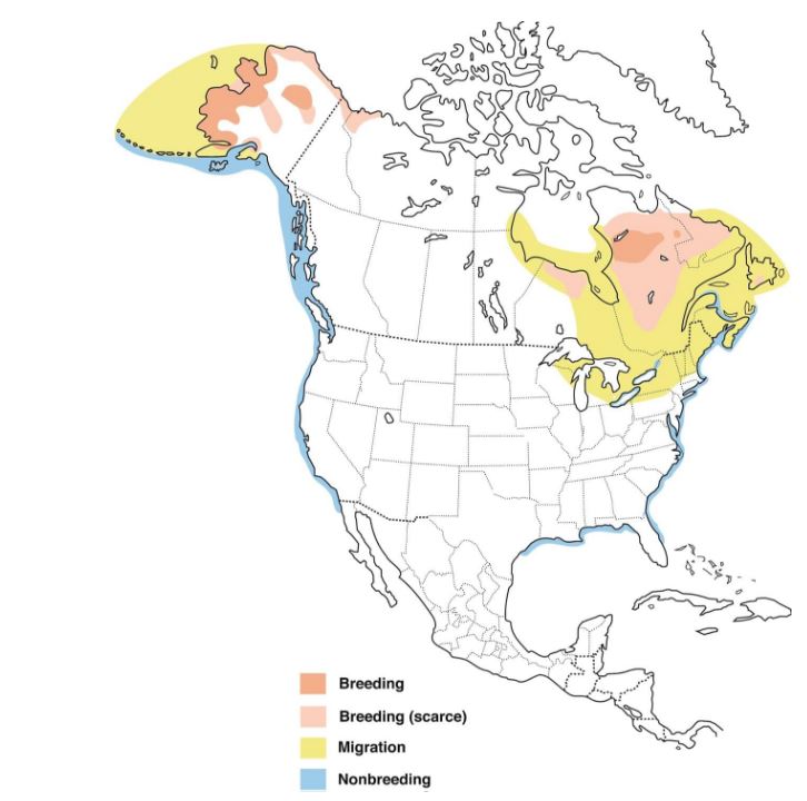 Black Scoter Range Map