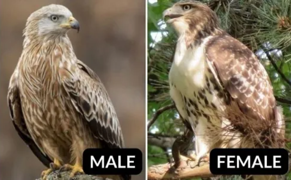 Broad-winged Hawk