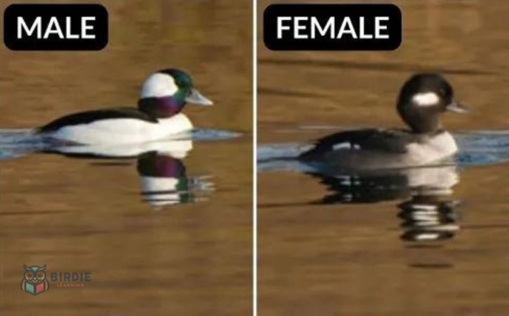 Bufflehead