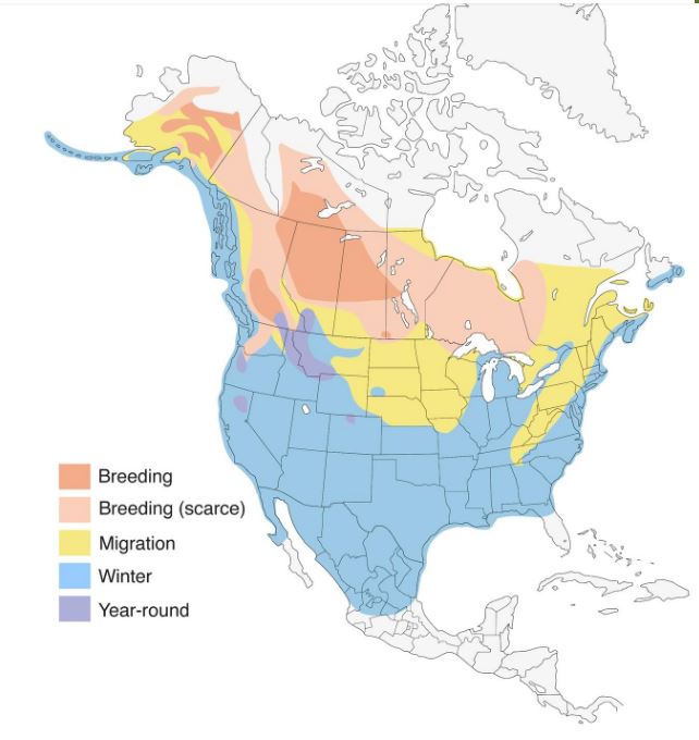 Bufflehead Range Map