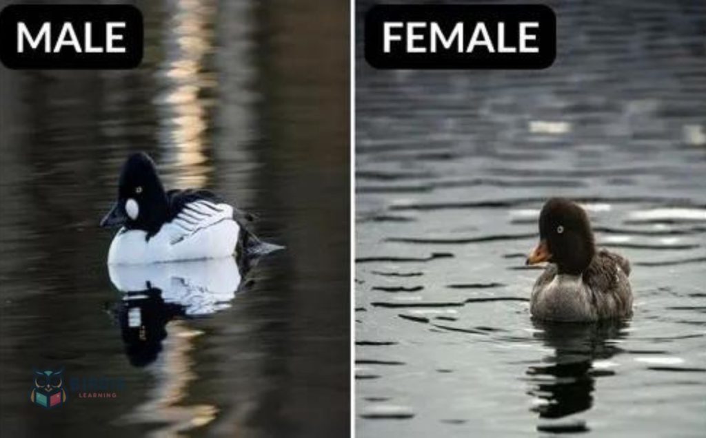 Common Goldeneye