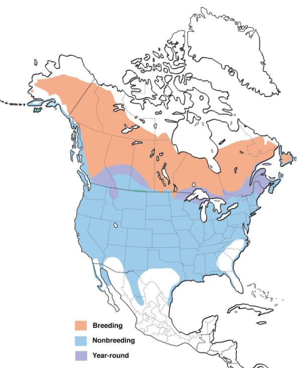 Common Goldeneye Range Map