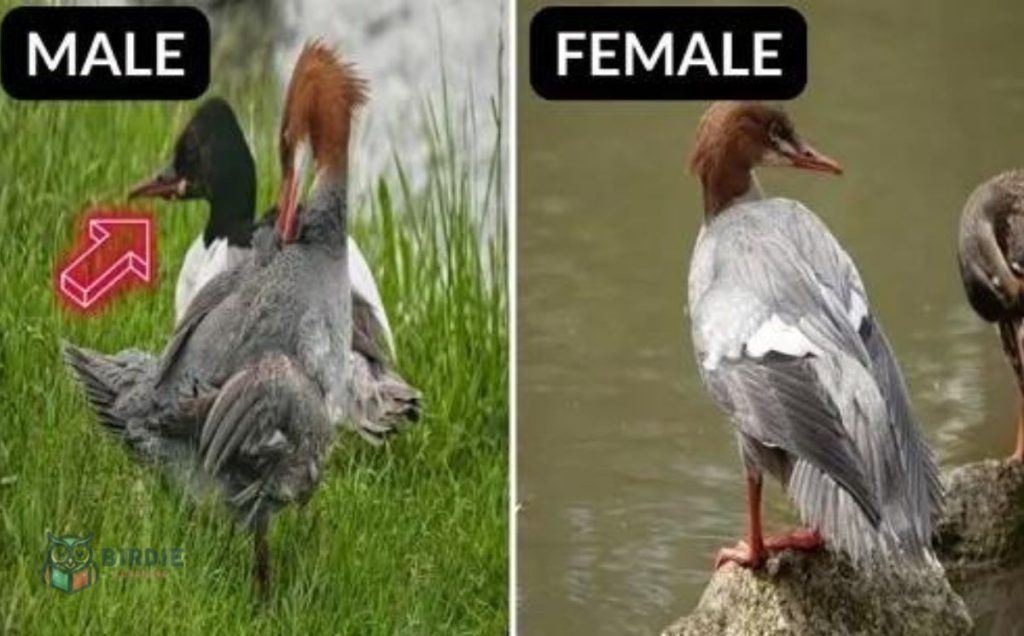 Common Merganser