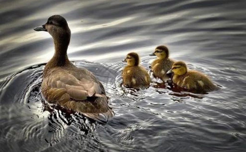 Ducks Of Ohio new