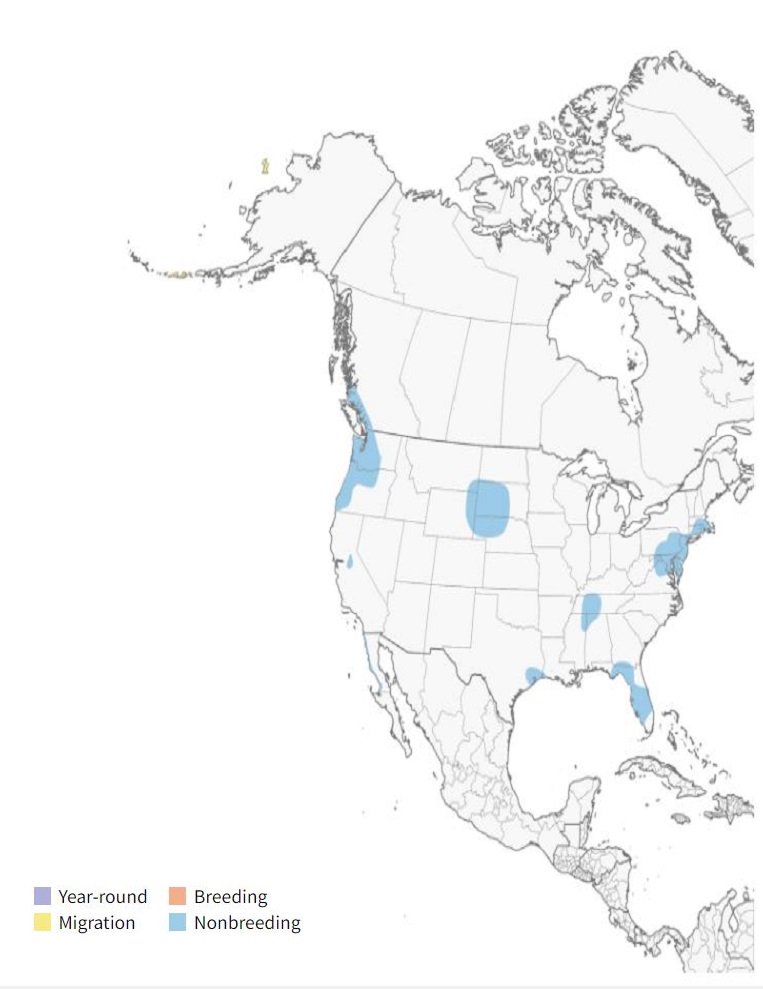 Eurasian Wigeon Range Map