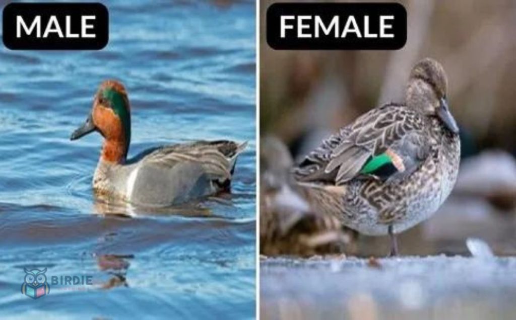 Green-winged Teal