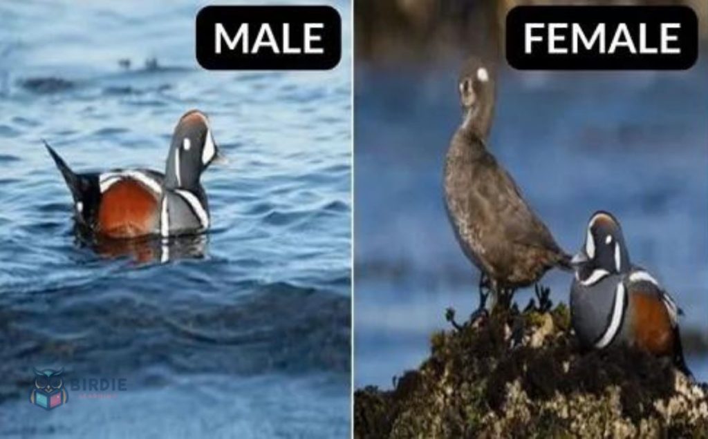 Harlequin Duck