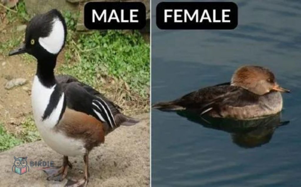 Hooded Merganser