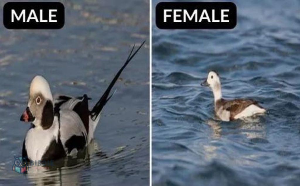 Long-tailed Duck