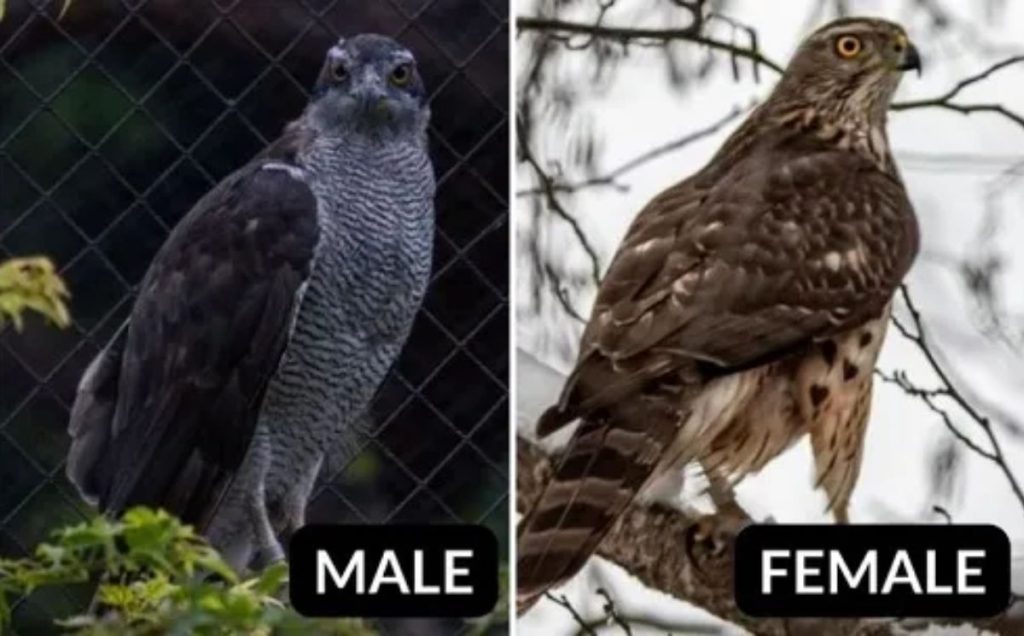 Northern Goshawk