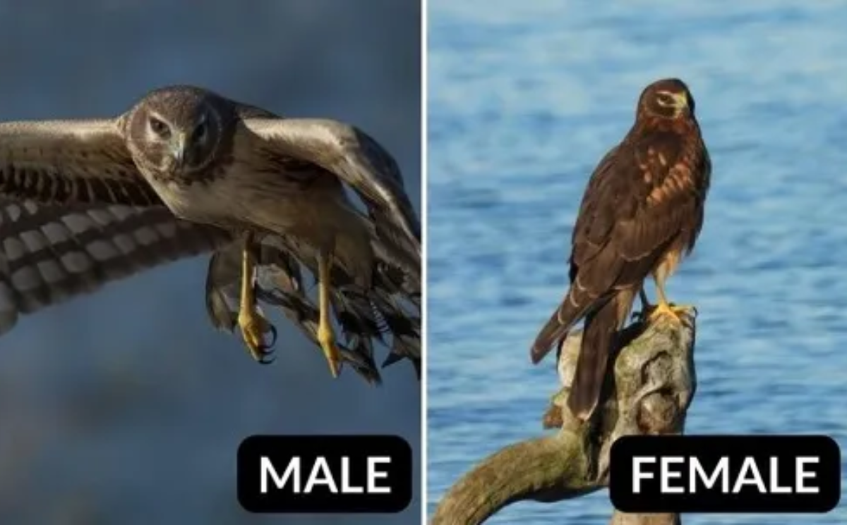 Northern Harrier