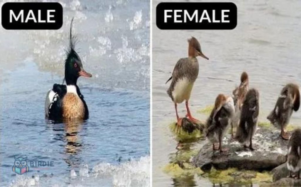 Red-breasted Merganser