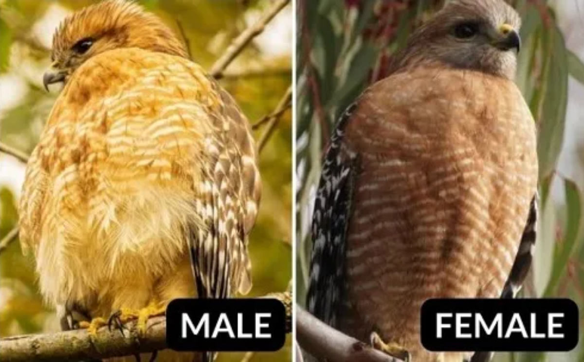 Red-shouldered Hawk