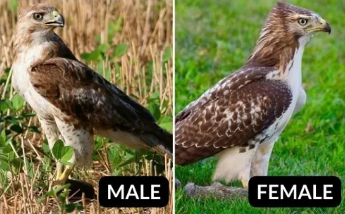 Red-tailed Hawk