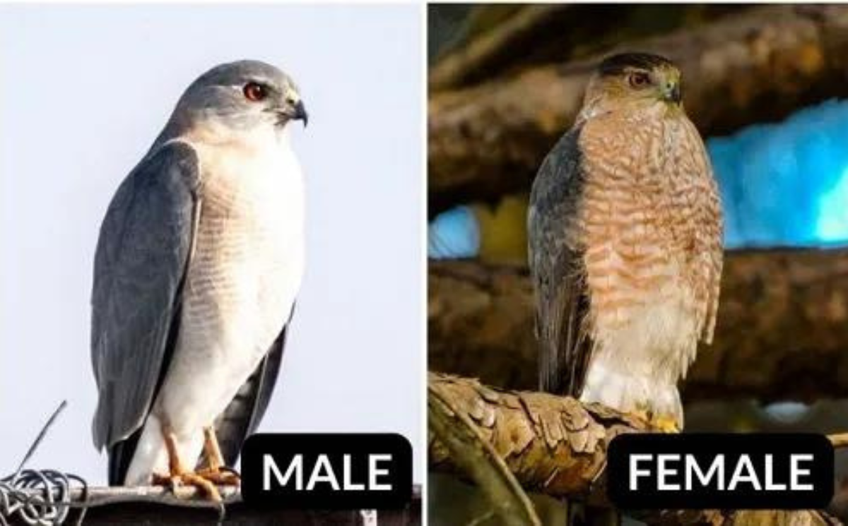 Cooper’s Hawk